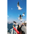 旅行风景5707