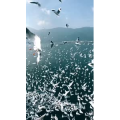旅行风景5726
