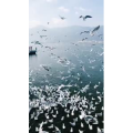 旅行风景5740