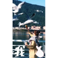 旅行风景5742