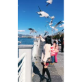 旅行风景5745
