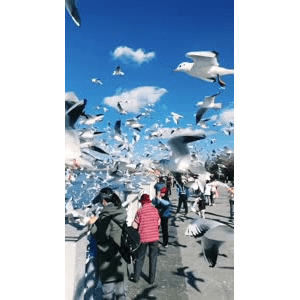 旅行风景5752