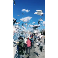 旅行风景5752