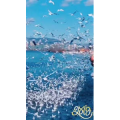 旅行风景5758