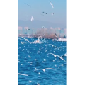 旅行风景5777