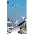 旅行风景5798