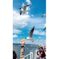 旅行风景5809