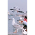 旅行风景5823