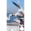 旅行风景5853