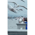 旅行风景5856