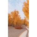 旅行风景5862