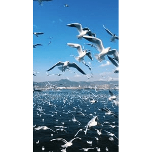 旅行风景5877