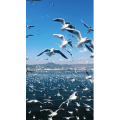旅行风景5877
