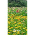 旅行风景5886
