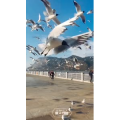 旅行风景5921