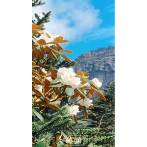 旅行风景5931