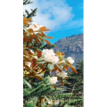 旅行风景5931