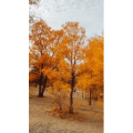 旅行风景5951