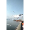 旅行风景5974