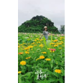 旅行风景5992
