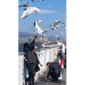 旅行风景5998