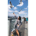 旅行风景6006