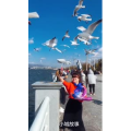 旅行风景6013