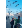 旅行风景6016