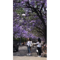 旅行风景6035