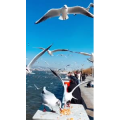 旅行风景6038