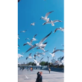旅行风景6064