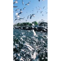 旅行风景6070