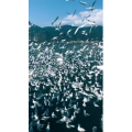 旅行风景6083