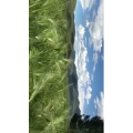 旅行风景6185