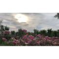 旅行风景6269