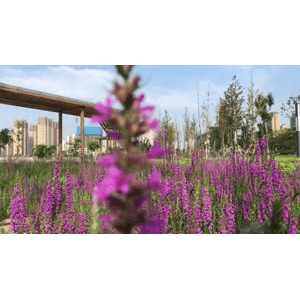 旅行风景6275