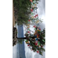 旅行风景6298