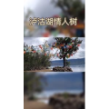 旅行风景6365