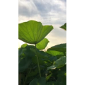 旅行风景6381