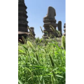 旅行风景6383