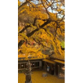 旅行风景6420