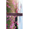 旅行风景6425