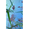 旅行风景6442