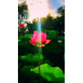 旅行风景6447