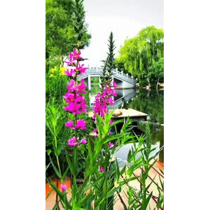 旅行风景6472