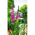 旅行风景6472