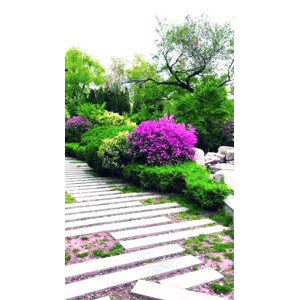 旅行风景6522