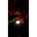 旅行风景6529