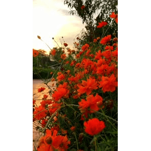 旅行风景6544