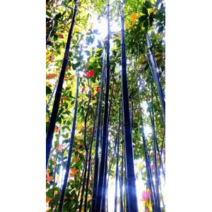 旅行风景6552
